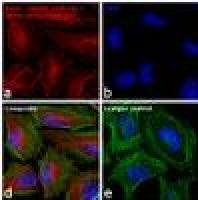 Alexa Fluor 647 高度交叉吸收荧光二抗 A21236Goat anti-Mouse