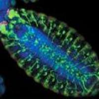 A11012 Alexa Fluor 594 荧光二抗 Goat anti-Rabbit IgG