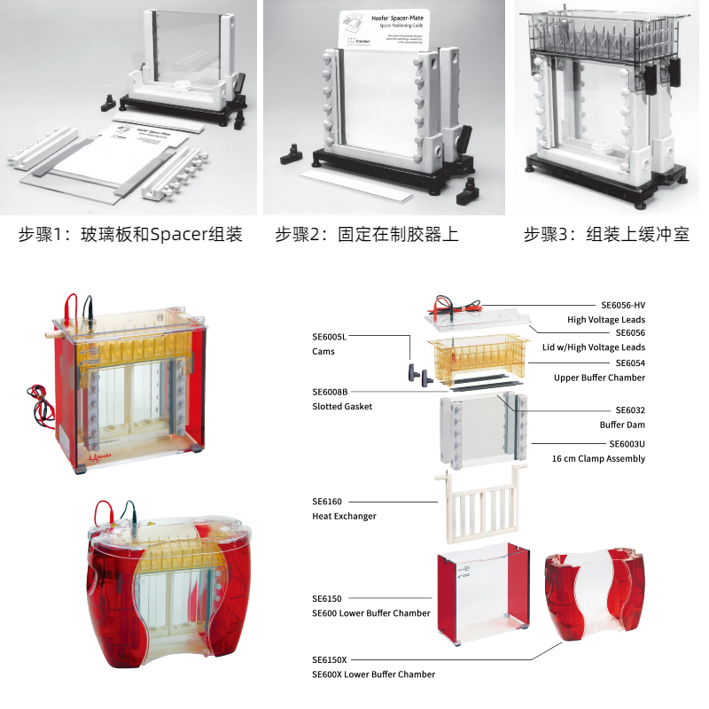 SE600垂直电泳仪：助力超大分子量蛋白分离的利器