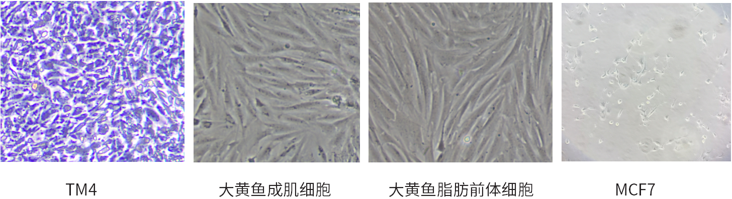 干货 | 细胞培养和胎牛血清使用攻略~