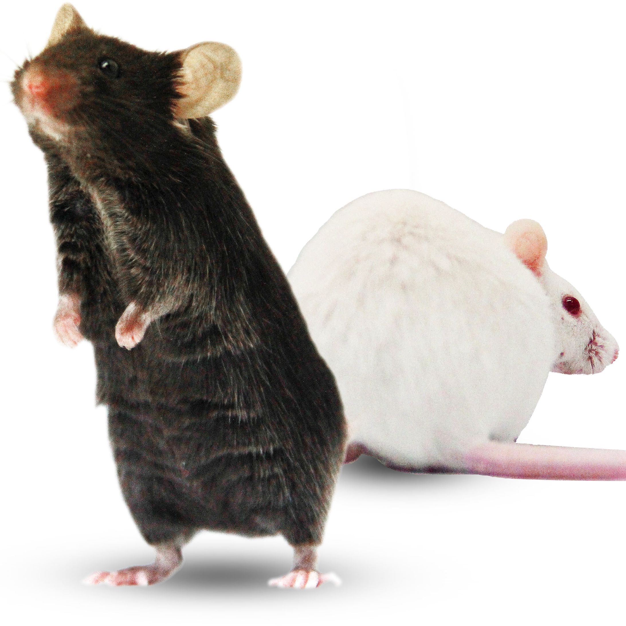 B6J-hANGPTL3小鼠-人源化模型-高脂血症 家族性高胆固醇血症 动脉粥样硬化性 冠心病