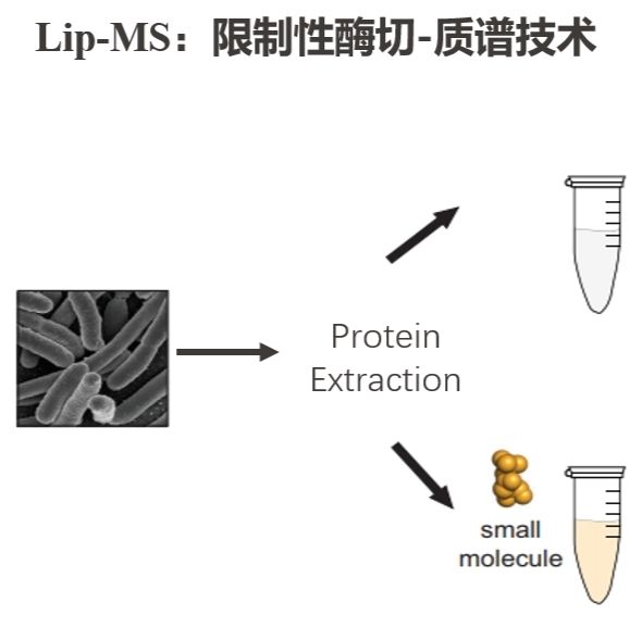 小分子-蛋白互作检测lip-ms