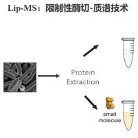 小分子-蛋白互作检测lip-ms
