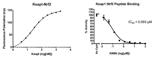 KEAP1-Nrf2抑制剂筛选检测试剂盒：限时折扣，探索生命奥秘