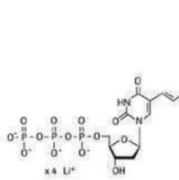 罗氏 11585606910 DIG-High Prime 160 μL