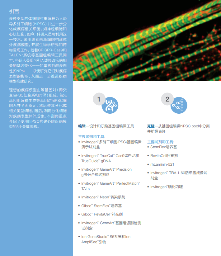 【实验方案手册】5步法构建心脏疾病模型
