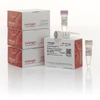 Thermo Invitrogen 18064071 SuperScript II 反转