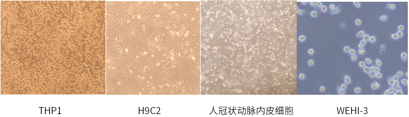 干货 | 细胞培养和胎牛血清使用攻略~