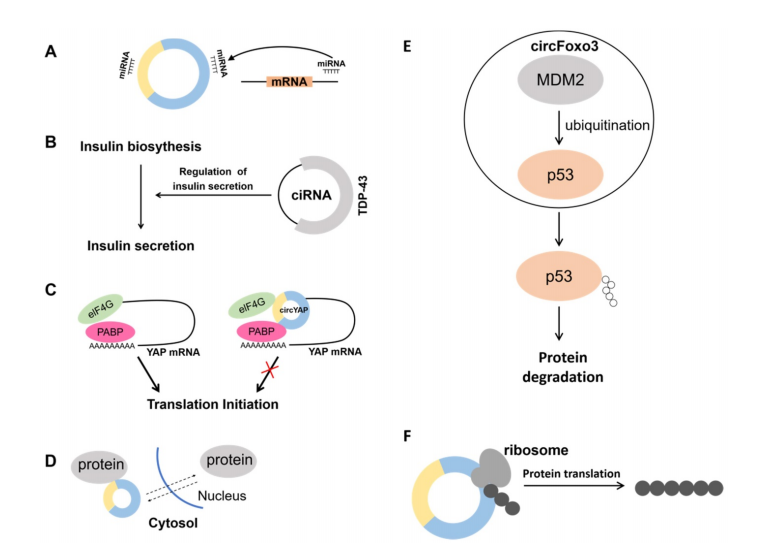 精品推荐 | 全方位解析!揭开基因调控新宠环状RNA的奥秘!