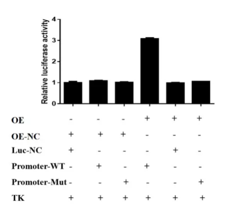 上新 | 双荧光素酶报告基因检测服务震撼上线，开启精准基因研究新视界
