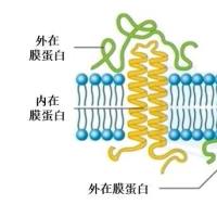 表面蛋白质组学
