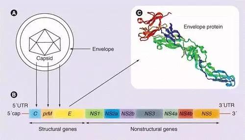 500μg 猪乙脑（JEV）病毒蛋白；猪乙脑抗原；猪JEV病