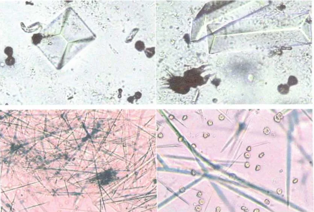 干货 | 细胞培养和胎牛血清使用攻略~
