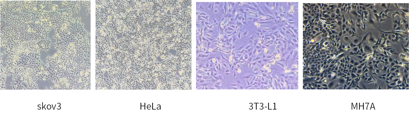 干货 | 细胞培养和胎牛血清使用攻略~