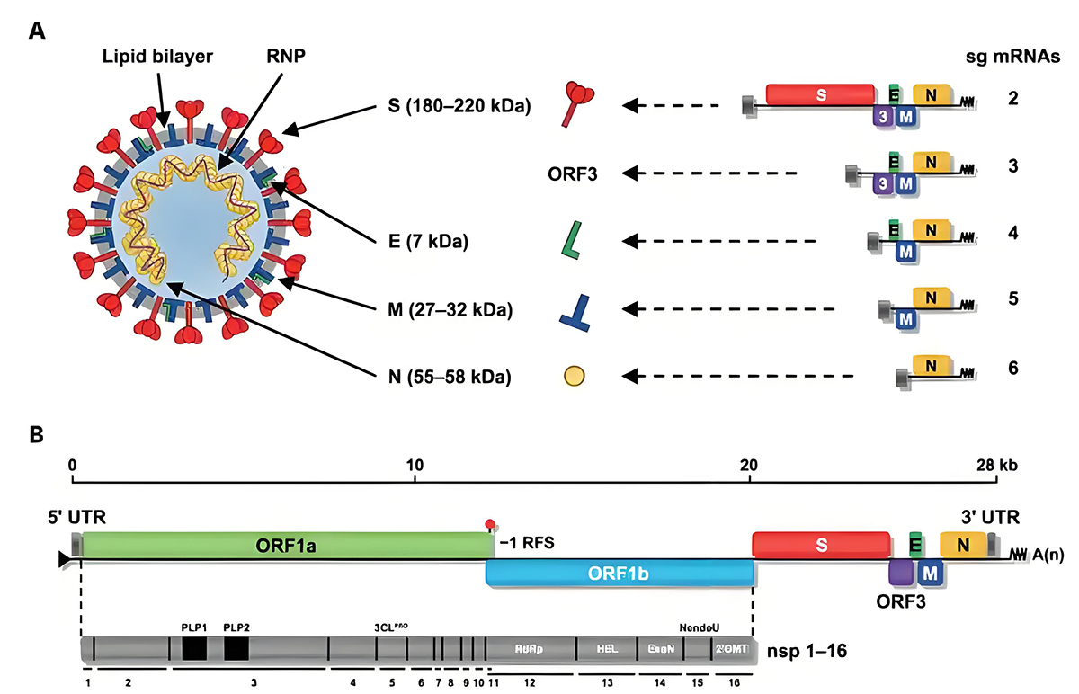 100μg 猪流行性腹泻病毒N蛋白;猪流行性腹泻病毒S蛋白;