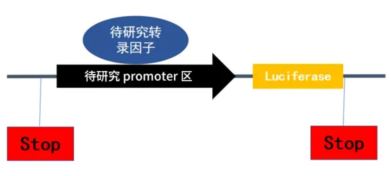 上新 | 双荧光素酶报告基因检测服务震撼上线，开启精准基因研究新视界