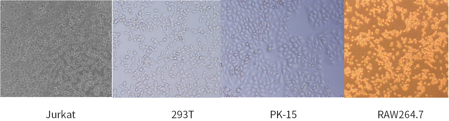 干货 | 细胞培养和胎牛血清使用攻略~