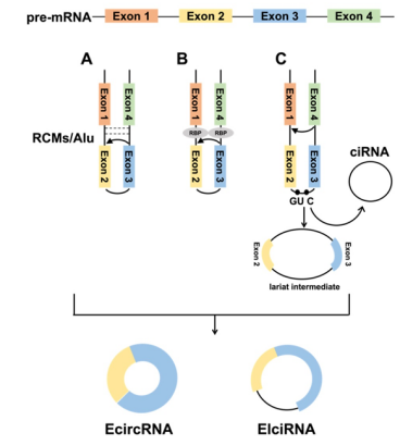 精品推荐 | 全方位解析!揭开基因调控新宠环状RNA的奥秘!