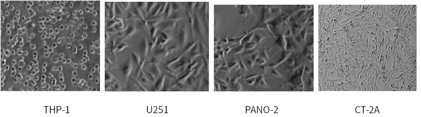 干货 | 细胞培养和胎牛血清使用攻略~