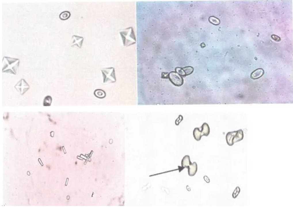 干货 | 细胞培养和胎牛血清使用攻略~
