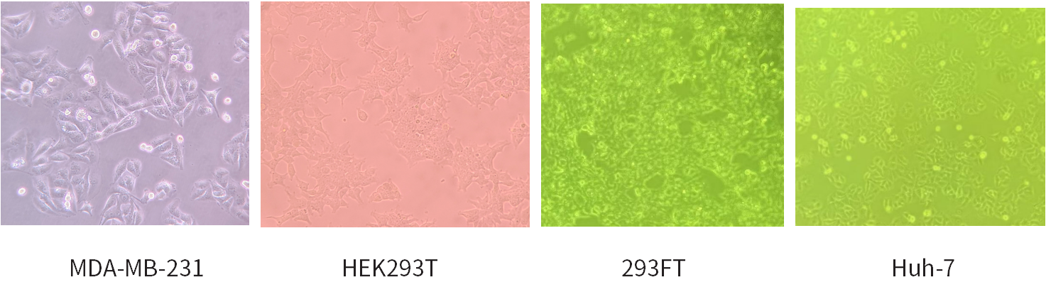 干货 | 细胞培养和胎牛血清使用攻略~