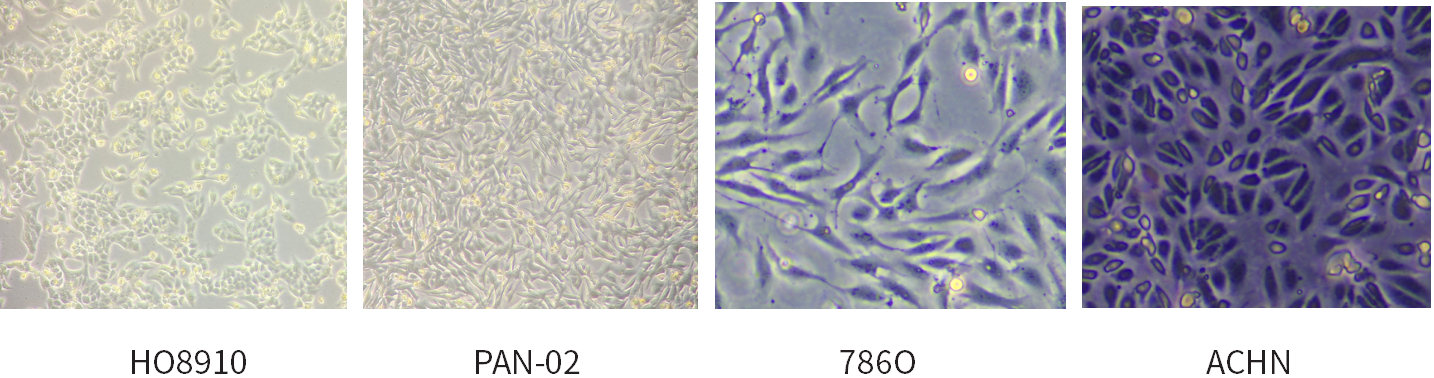 干货 | 细胞培养和胎牛血清使用攻略~