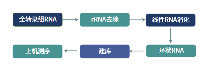 精品推荐 | 全方位解析!揭开基因调控新宠环状RNA的奥秘!