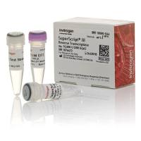 赛默飞 18080044 SuperScript III 反转录酶 50 次反应 现货供应