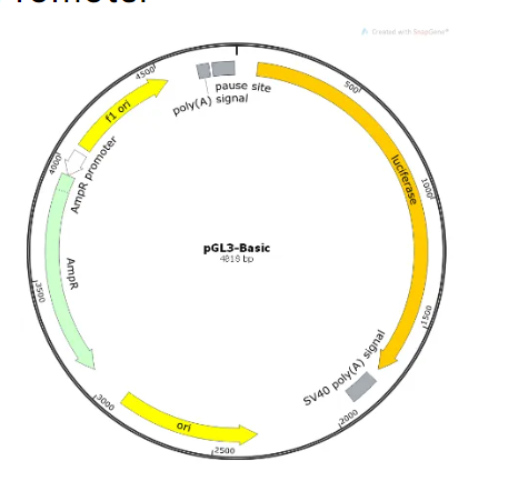 上新 | 双荧光素酶报告基因检测服务震撼上线，开启精准基因研究新视界