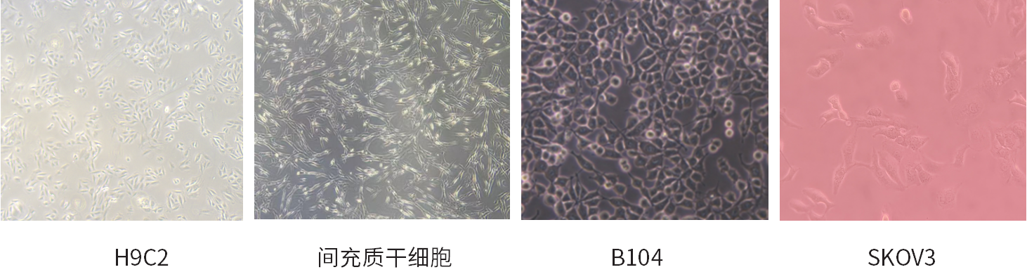 干货 | 细胞培养和胎牛血清使用攻略~