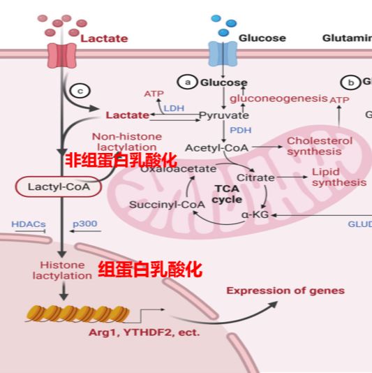 乳酸化蛋白组学