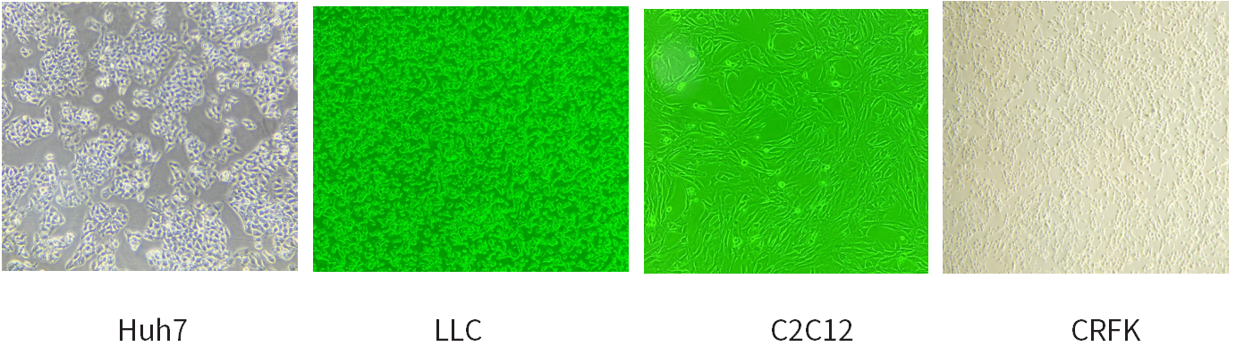 干货 | 细胞培养和胎牛血清使用攻略~