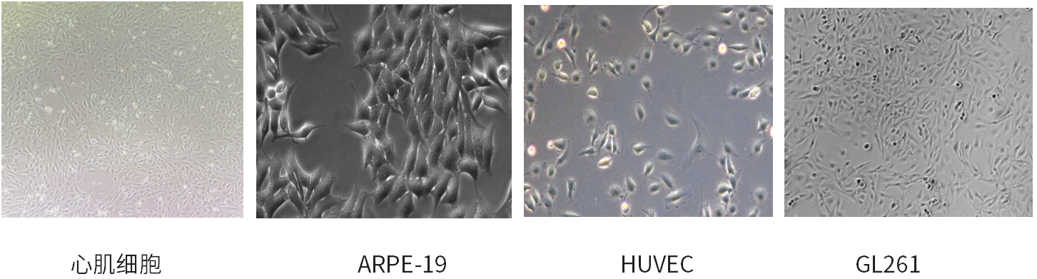 干货 | 细胞培养和胎牛血清使用攻略~