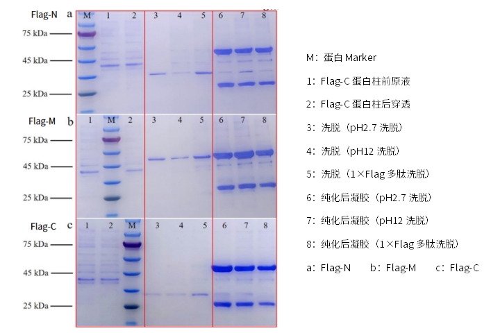 高效便捷!蛋白纯化利器Anti-DYKDDDDK (Flag) Affinity Gel来了!