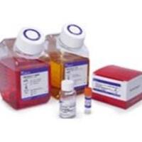 赛默飞 A1286101 Gibco CTS KnockOut DMEM培养基 500 mL 原装正品