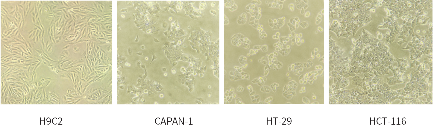 干货 | 细胞培养和胎牛血清使用攻略~