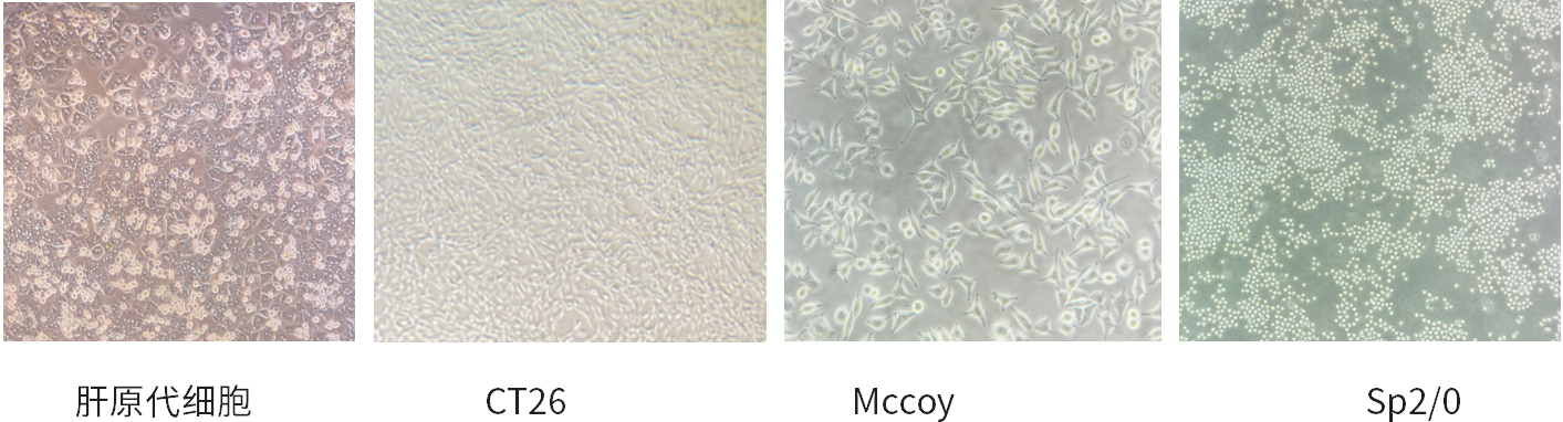 干货 | 细胞培养和胎牛血清使用攻略~