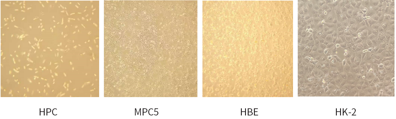 干货 | 细胞培养和胎牛血清使用攻略~