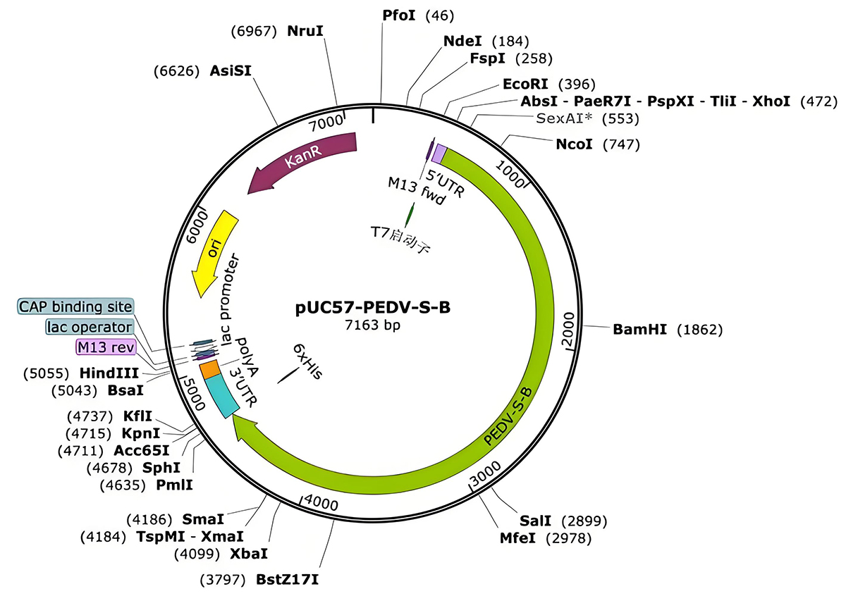 100μg 猪流行性腹泻病毒N蛋白;猪流行性腹泻病毒S蛋白;