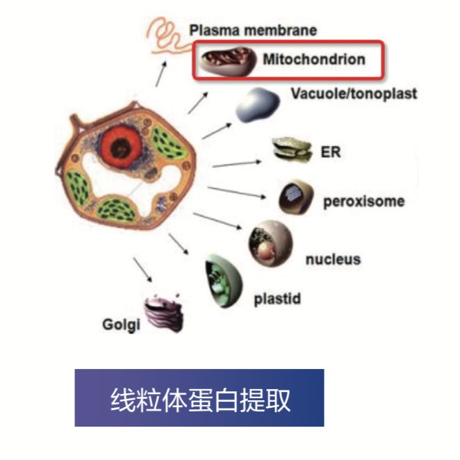 线粒体蛋白组学