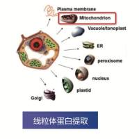 线粒体蛋白组学