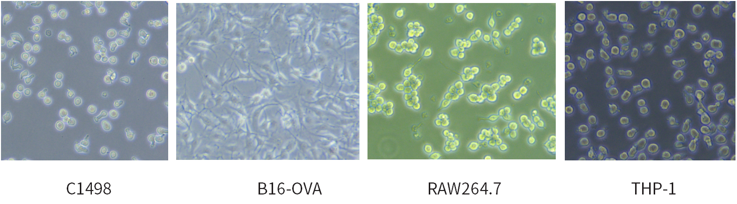 干货 | 细胞培养和胎牛血清使用攻略~
