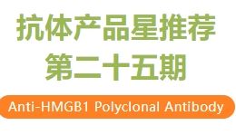 抗体产品星推荐第二十五期|Anti-HMGB1 Polyclonal Antibody