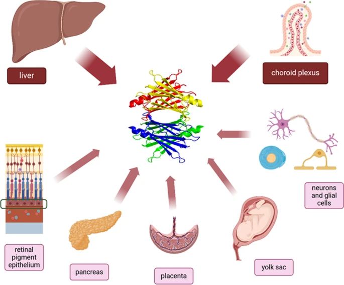 从转甲状腺素蛋白TTR 看疾病风云：小蛋白撬动疾病大变革