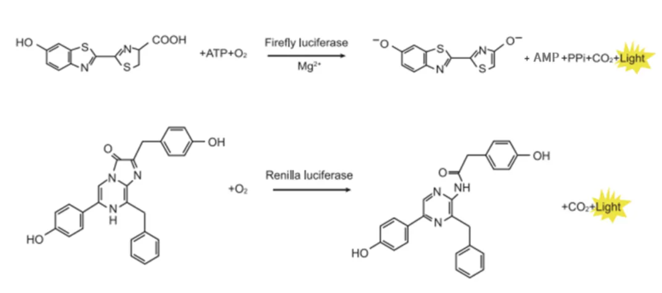 上新 | 双荧光素酶报告基因检测服务震撼上线，开启精准基因研究新视界