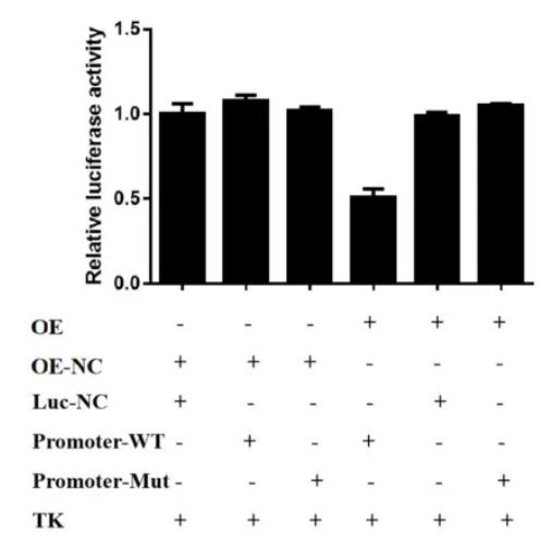 上新 | 双荧光素酶报告基因检测服务震撼上线，开启精准基因研究新视界