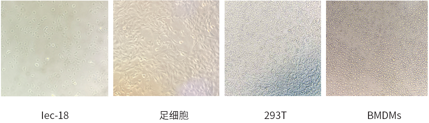 干货 | 细胞培养和胎牛血清使用攻略~