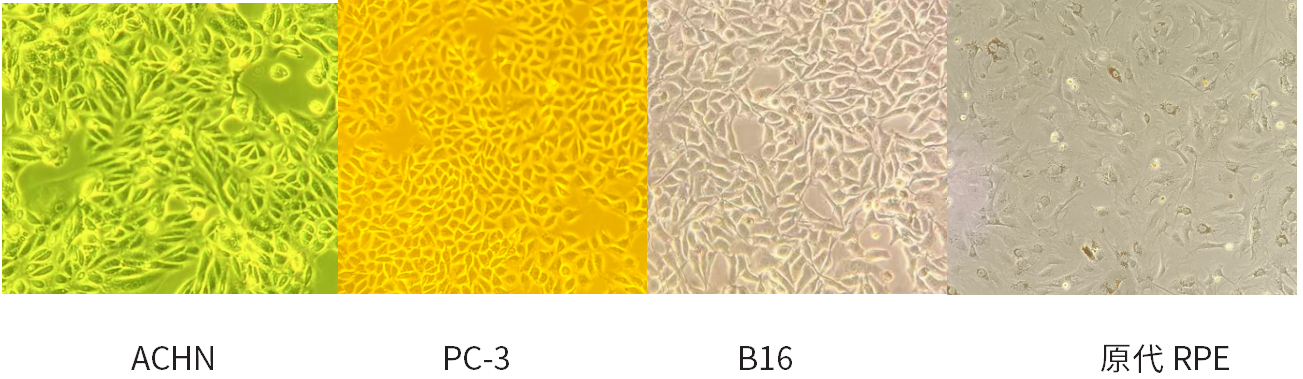 干货 | 细胞培养和胎牛血清使用攻略~