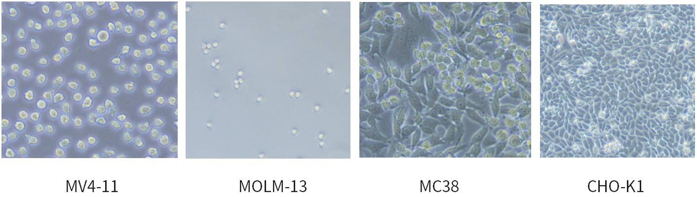 干货 | 细胞培养和胎牛血清使用攻略~
