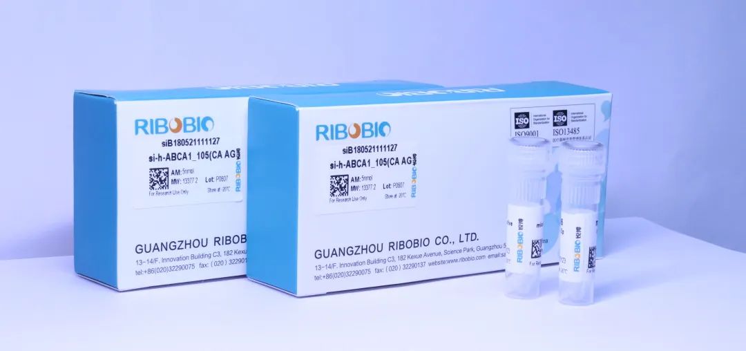 基因的“沉默者”：解锁siRNA的无限可能